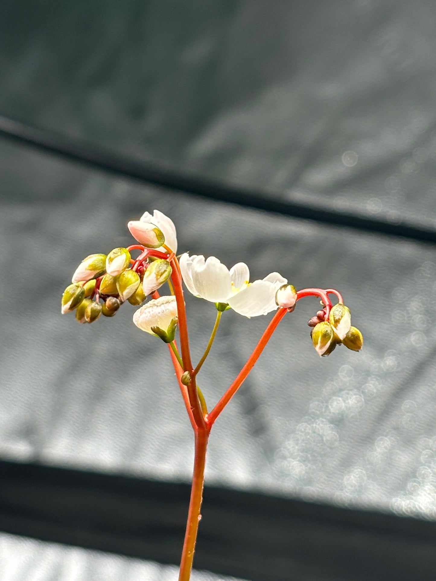 Drosera binata var.  Marston Dragon