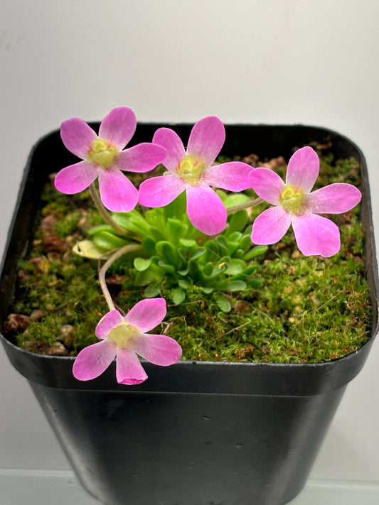 Pinguicula laxifolia