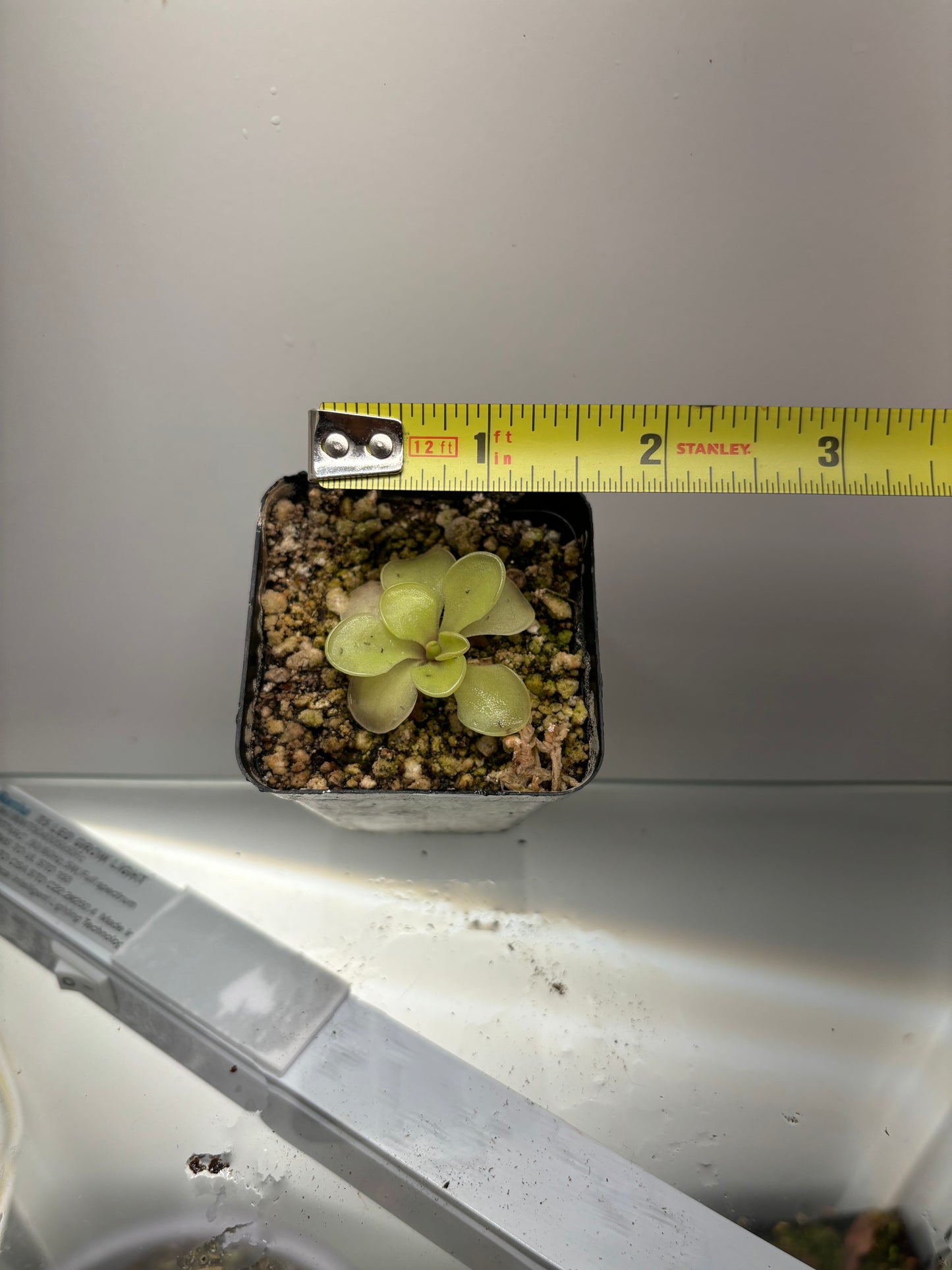 Pinguicula moranensis J.