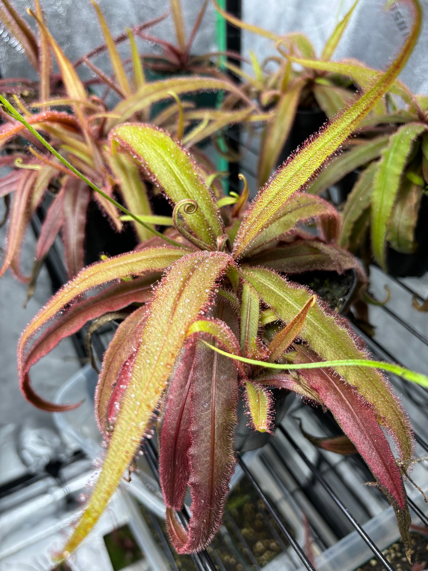 Drosera adelae