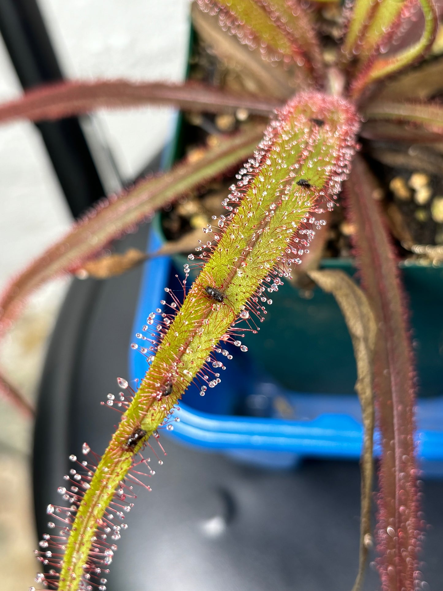 Drosera adelae