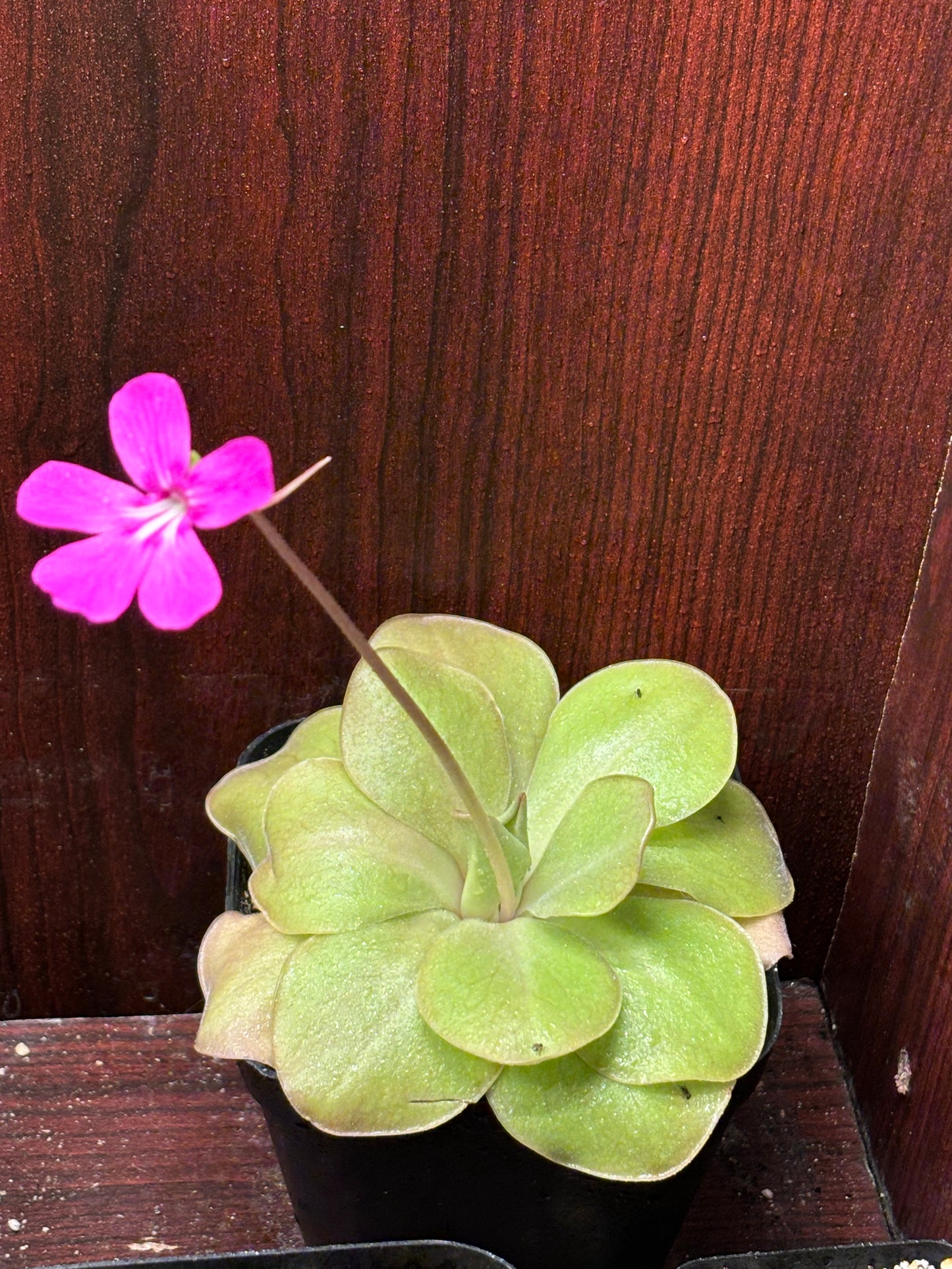 Pinguicula moranensis J.