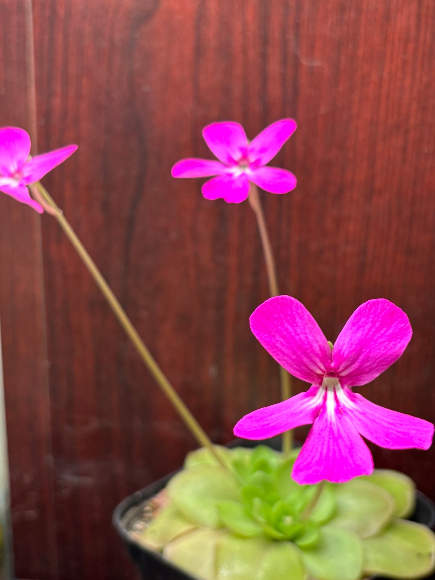 Pinguicula moranensis J.