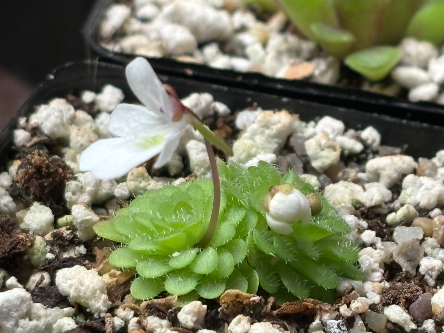 Pinguicula gracilis