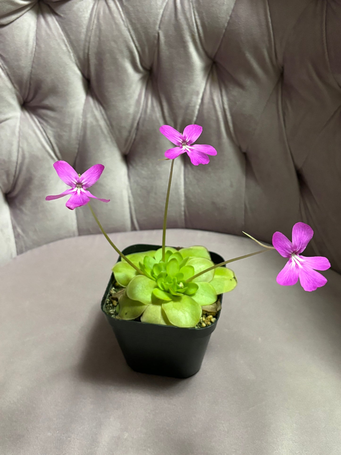 Pinguicula moranensis J.