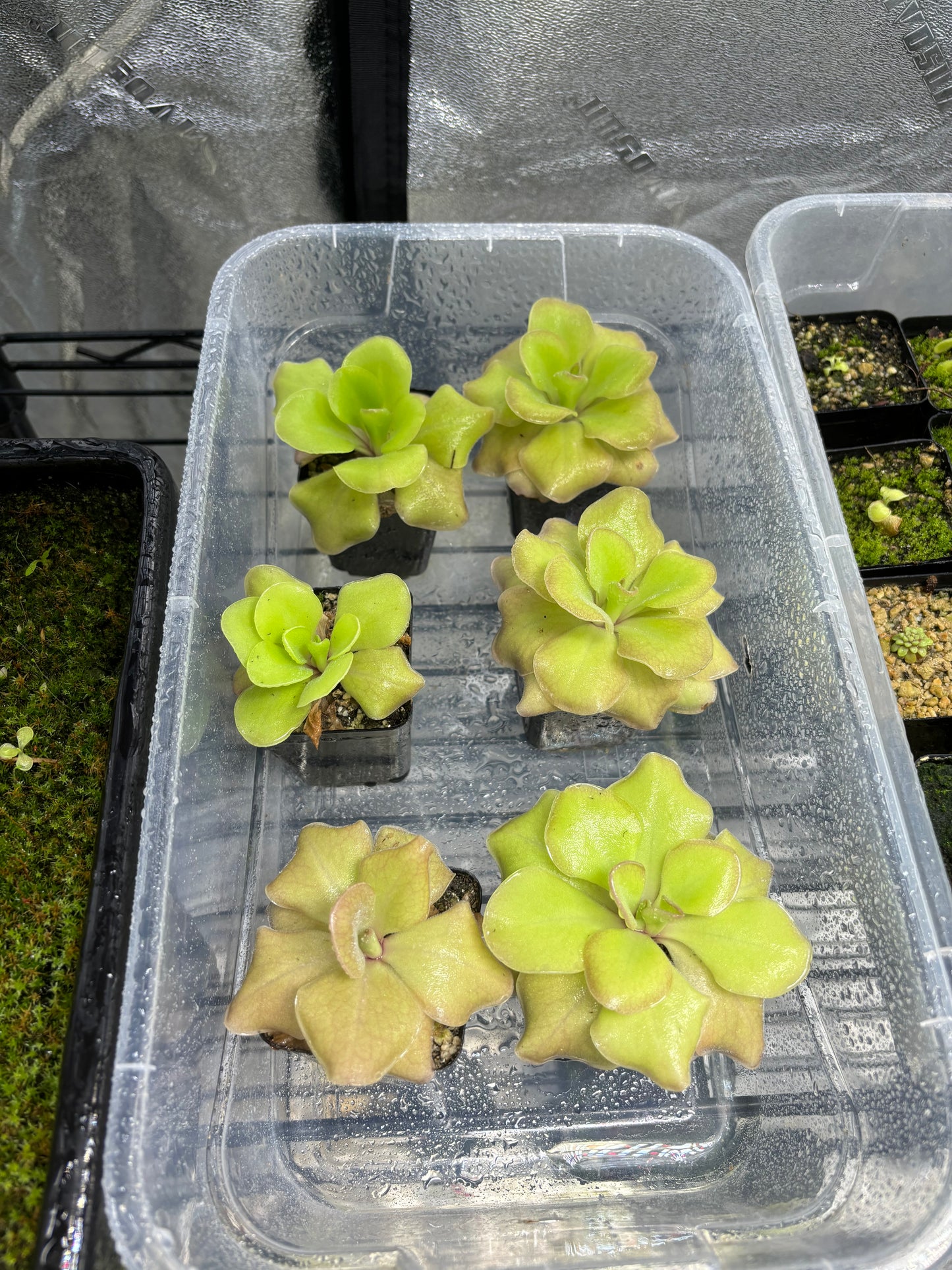 Pinguicula moranensis J.